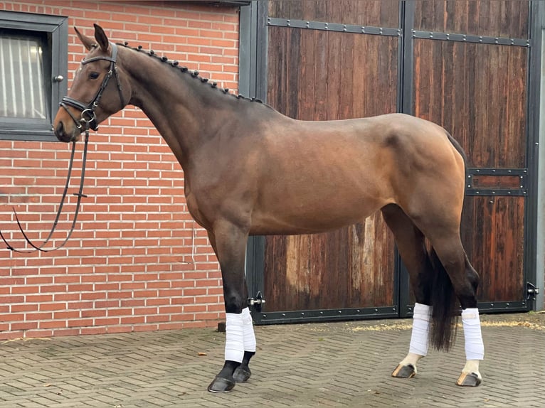 KWPN Mare 4 years 16,1 hh Brown in Rees