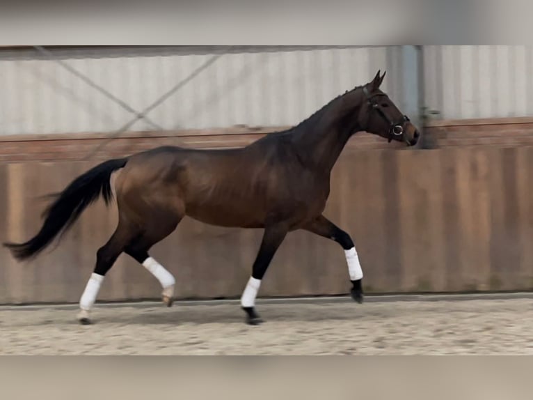 KWPN Mare 4 years 16,1 hh Brown in Rees