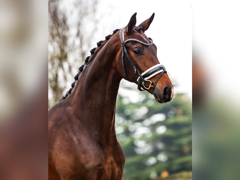 KWPN Mare 4 years 16,1 hh Brown in Dreumel