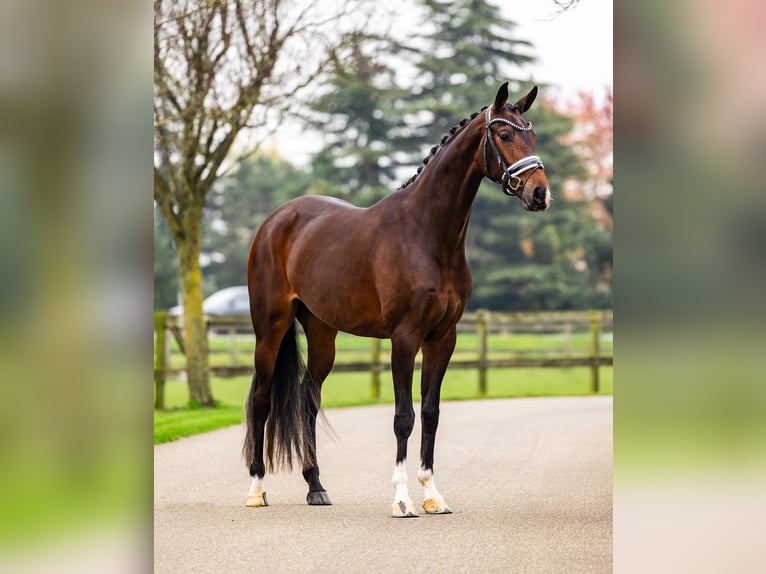 KWPN Mare 4 years 16,1 hh Brown in Dreumel