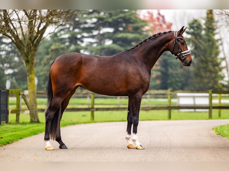 KWPN Mare 4 years 16,1 hh Brown in Dreumel