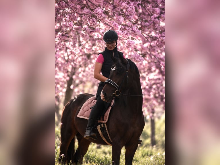 KWPN Mare 4 years 16.1 hh Brown in Grebenhain