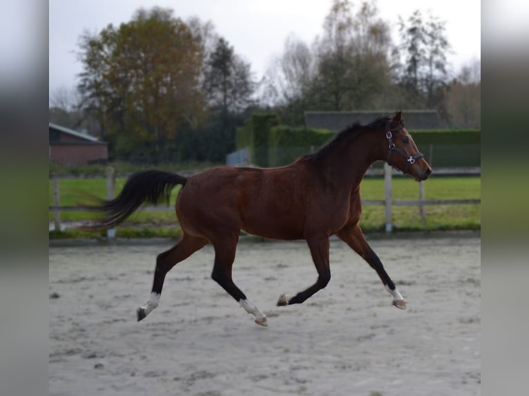 KWPN Mare 4 years 16,1 hh Brown in Putten