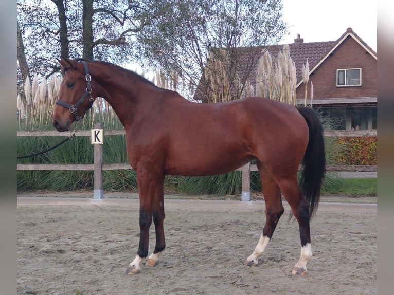 KWPN Mare 4 years 16,1 hh Brown in Putten