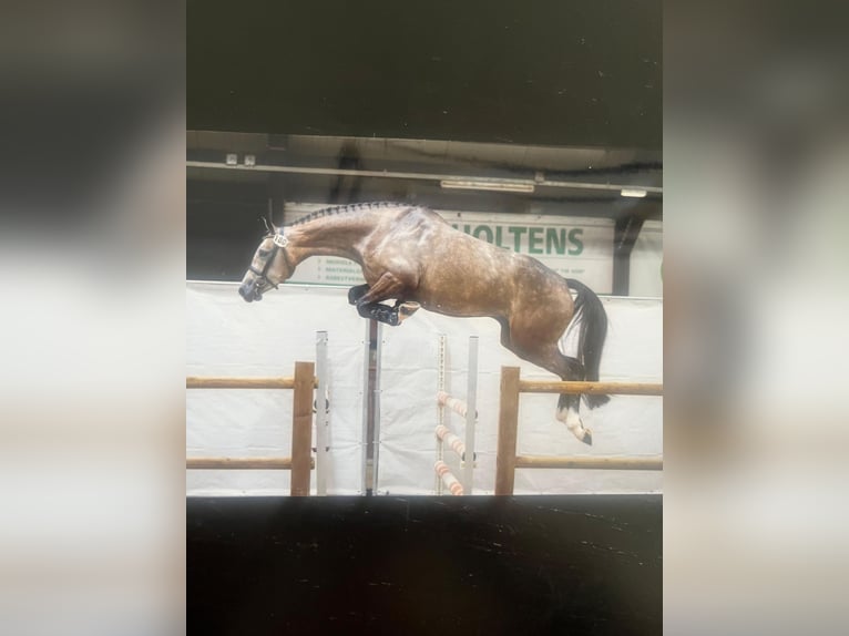 KWPN Mare 4 years 16.1 hh Brown Falb mold in Purmerend