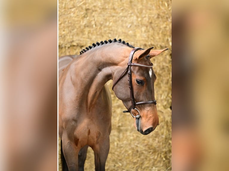 KWPN Mare 4 years 16,1 hh Brown in Bladel