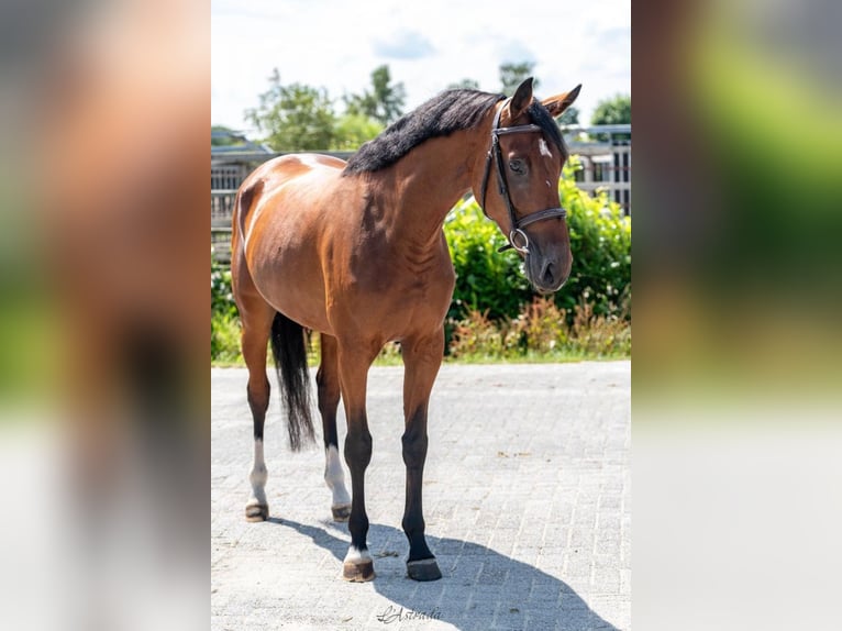 KWPN Mare 4 years 16,1 hh Brown in Bladel