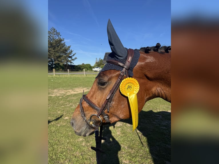 KWPN Mare 4 years 16.1 hh Brown in Rietberg