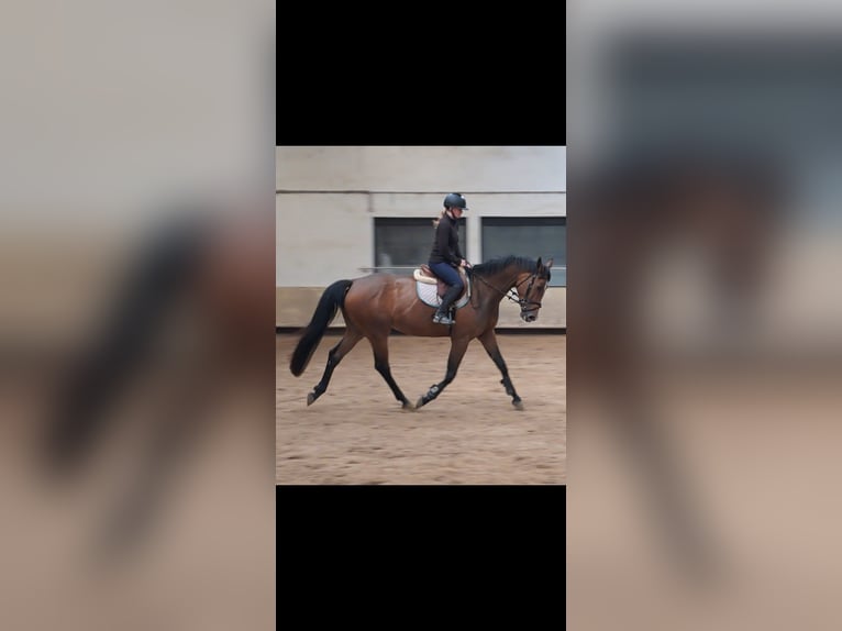 KWPN Mare 4 years 16.1 hh Brown in Messel