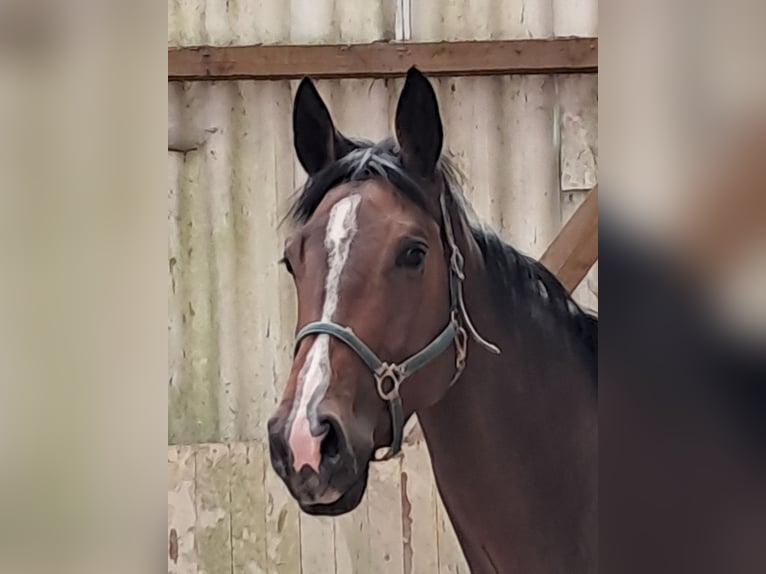 KWPN Mare 4 years 16.1 hh Brown in Messel