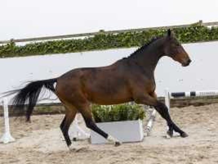 KWPN Mare 4 years 16,1 hh Brown in Waddinxveen