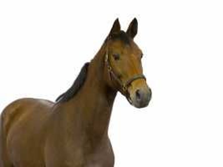 KWPN Mare 4 years 16,1 hh Brown in Waddinxveen