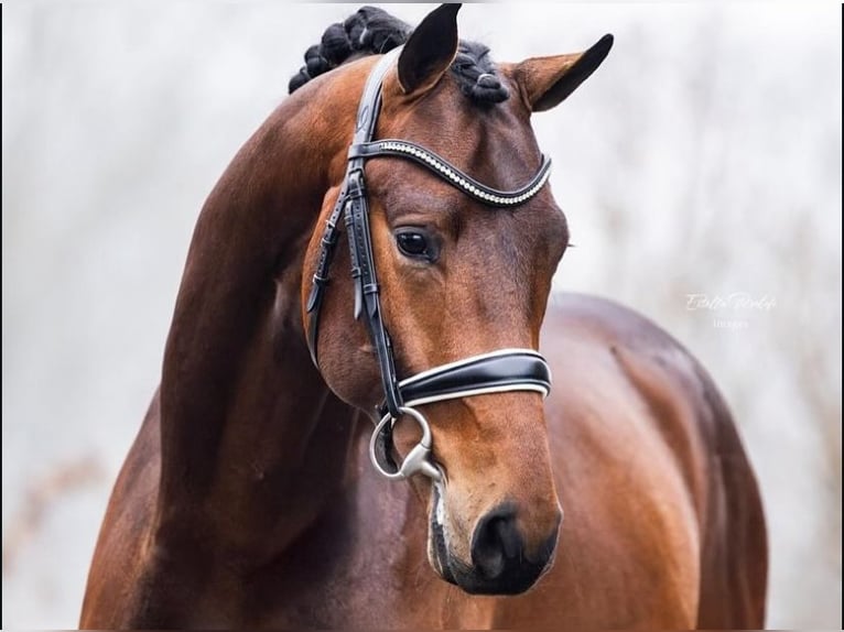 KWPN Mare 4 years 16.1 hh Brown in Dallas