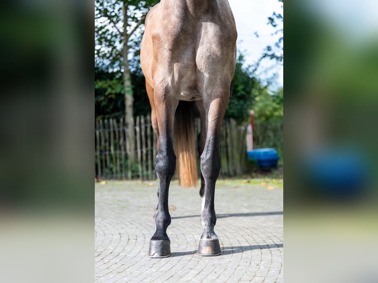 KWPN Mare 4 years 16,1 hh Champagne in GROTE-BROGEL