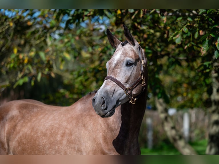 KWPN Mare 4 years 16,1 hh Champagne in GROTE-BROGEL