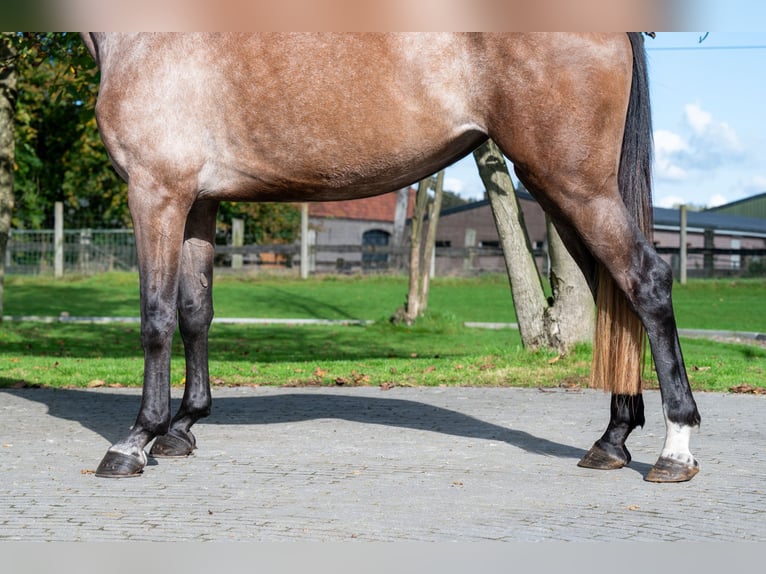 KWPN Mare 4 years 16,1 hh Champagne in GROTE-BROGEL