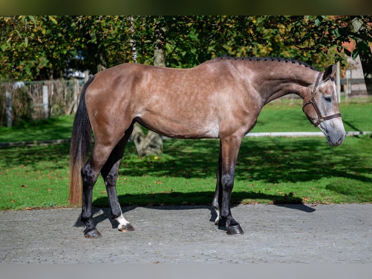 KWPN Mare 4 years 16,1 hh Champagne in GROTE-BROGEL