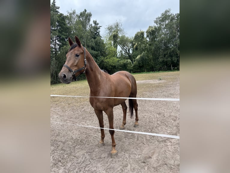 KWPN Mare 4 years 16.1 hh Chestnut in Schijndel