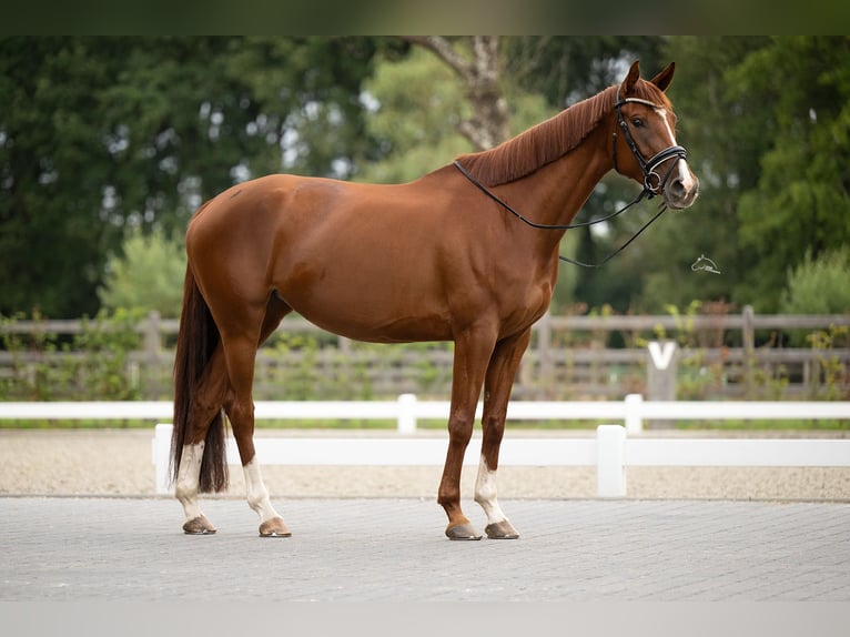 KWPN Mare 4 years 16,1 hh Chestnut-Red in Balen