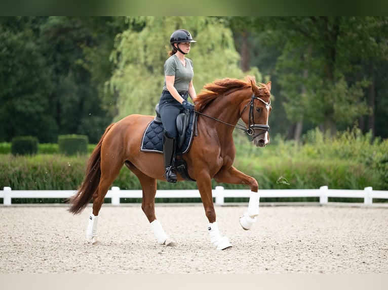 KWPN Mare 4 years 16,1 hh Chestnut-Red in Balen