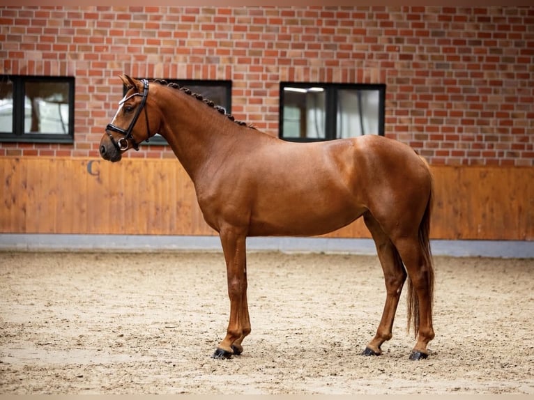 KWPN Mare 4 years 16.1 hh Chestnut-Red in Horstmar