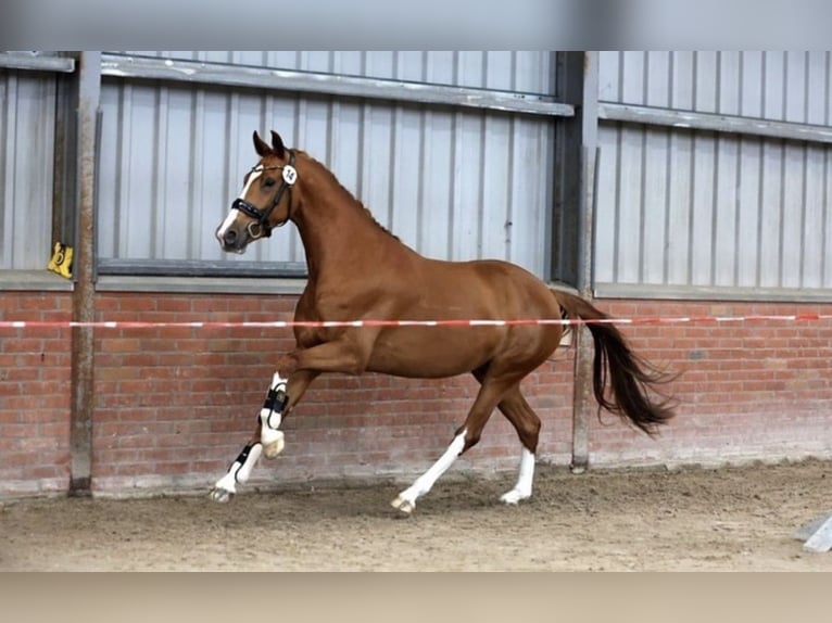 KWPN Mare 4 years 16,1 hh Chestnut-Red in de Lutte