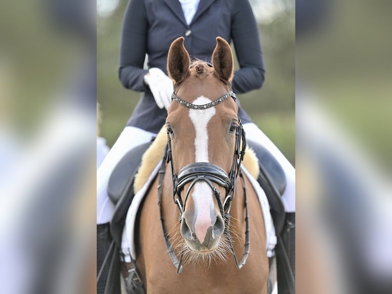 KWPN Mare 4 years 16,1 hh Chestnut-Red in de Lutte