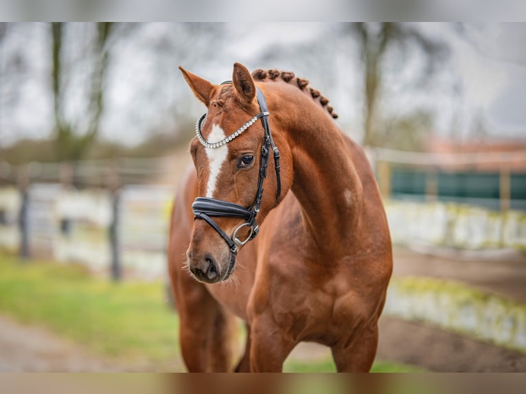 KWPN Mare 4 years 16.1 hh Chestnut-Red in Emlichheim