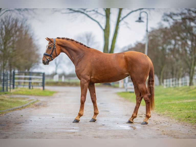KWPN Mare 4 years 16.1 hh Chestnut-Red in Emlichheim