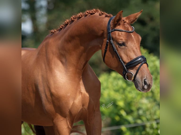 KWPN Mare 4 years 16,1 hh Chestnut-Red in Richwiller