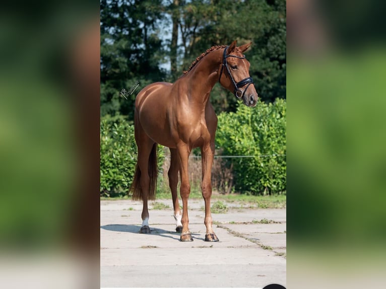 KWPN Mare 4 years 16,1 hh Chestnut-Red in Richwiller