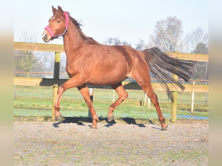 KWPN Mare 4 years 16,1 hh Chestnut-Red in Achtmaal