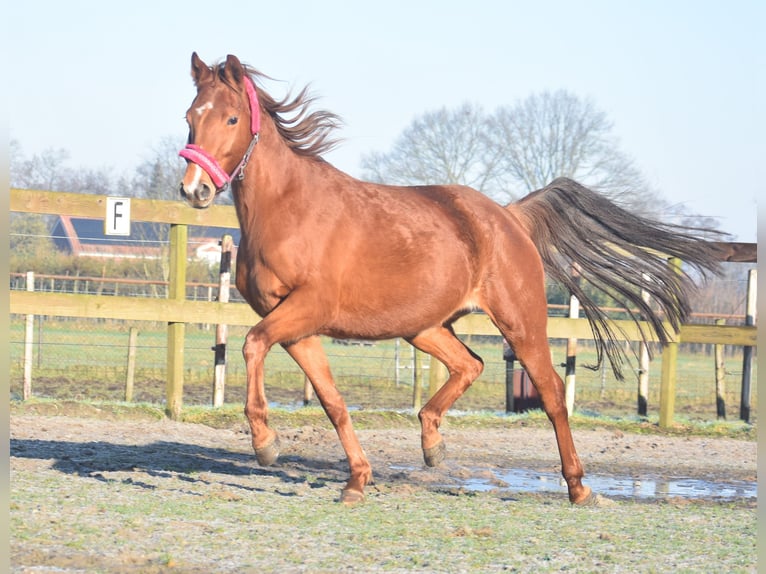 KWPN Mare 4 years 16,1 hh Chestnut-Red in Achtmaal