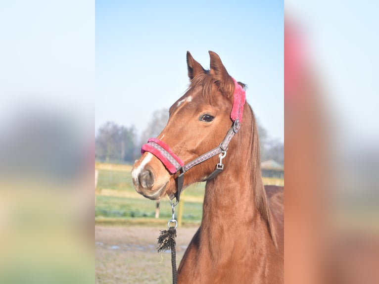 KWPN Mare 4 years 16,1 hh Chestnut-Red in Achtmaal