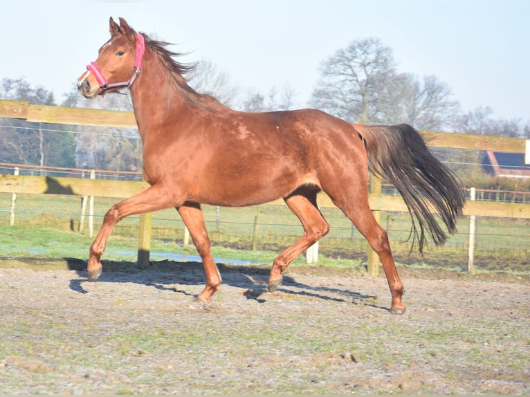 KWPN Mare 4 years 16,1 hh Chestnut-Red in Achtmaal