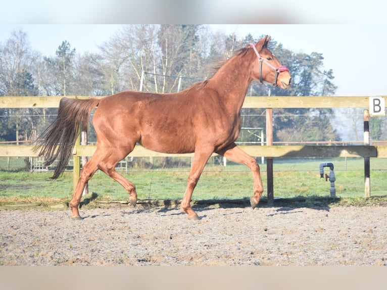 KWPN Mare 4 years 16,1 hh Chestnut-Red in Achtmaal