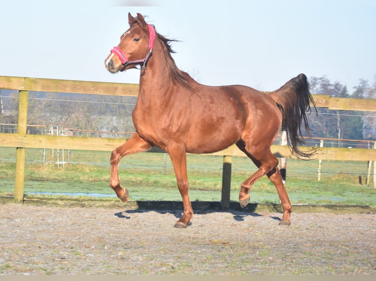 KWPN Mare 4 years 16,1 hh Chestnut-Red in Achtmaal