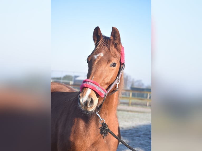 KWPN Mare 4 years 16,1 hh Chestnut-Red in Achtmaal