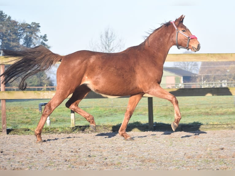 KWPN Mare 4 years 16,1 hh Chestnut-Red in Achtmaal