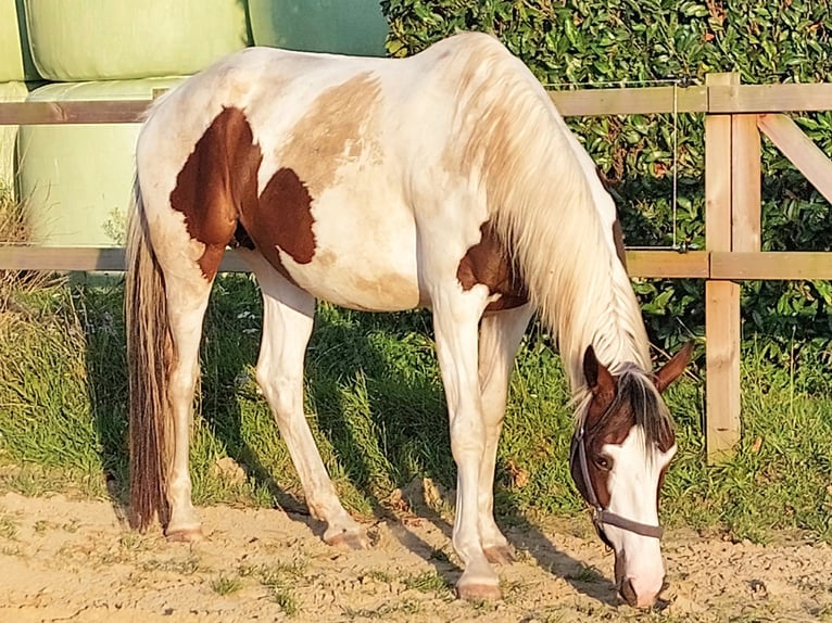 KWPN Mare 4 years 16,1 hh Pinto in De Heurne