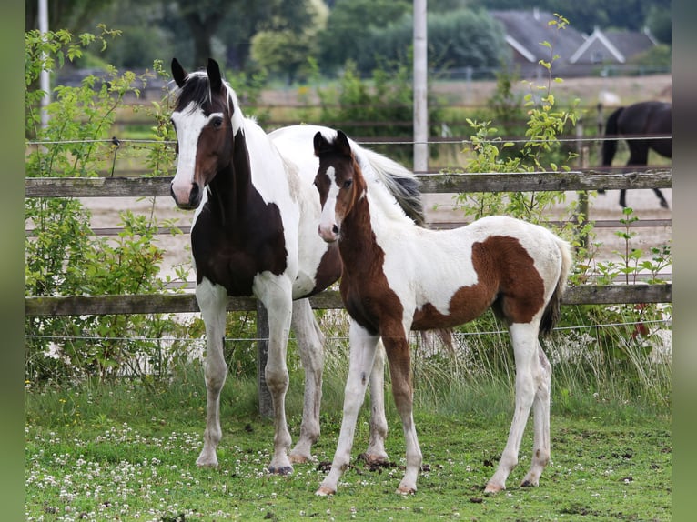 KWPN Mare 4 years 16,1 hh Pinto in De Heurne