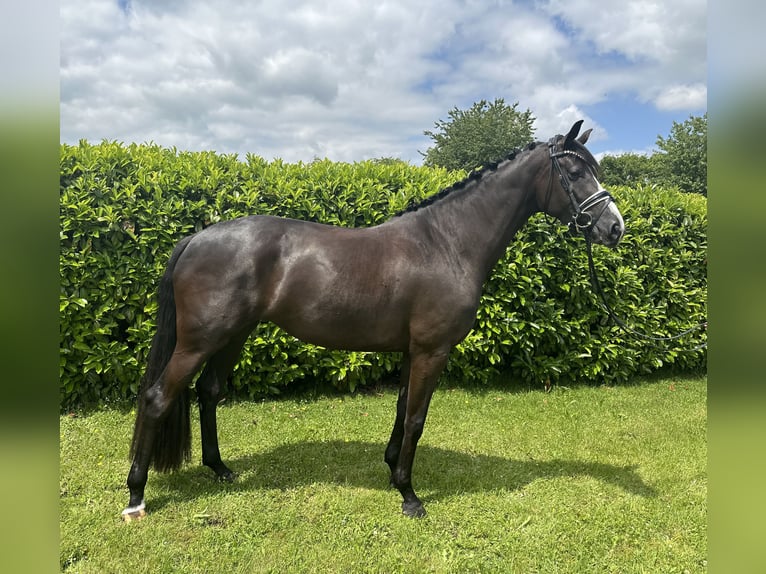 KWPN Mare 4 years 16,1 hh Smoky-Black in Ampfing