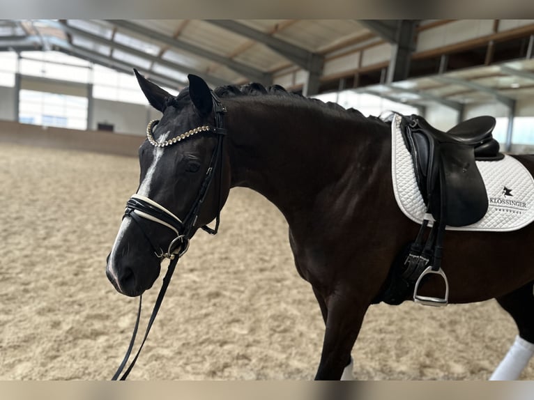 KWPN Mare 4 years 16,1 hh Smoky-Black in Ampfing