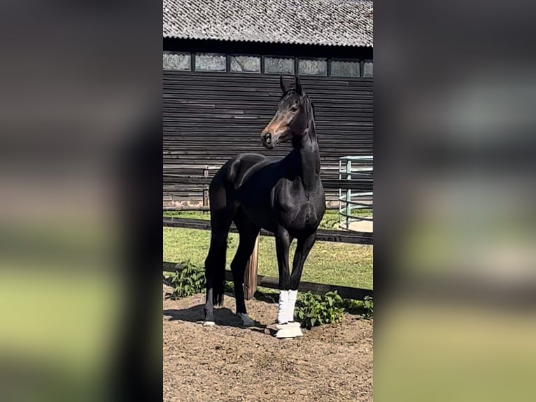 KWPN Mare 4 years 16,2 hh Bay-Dark in Agen