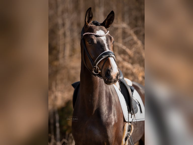 KWPN Mare 4 years 16.2 hh Bay-Dark in Siegen