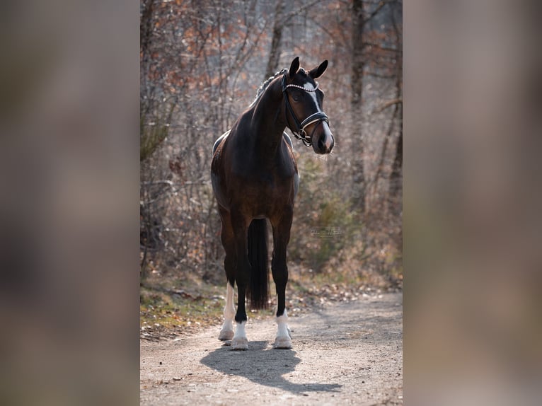 KWPN Mare 4 years 16.2 hh Bay-Dark in Siegen