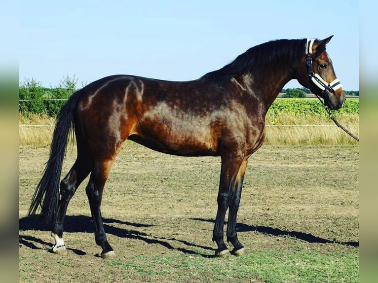 KWPN Mare 4 years 16,2 hh Bay-Dark in Alt Mölln