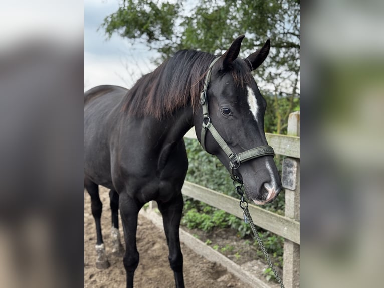 KWPN Mare 4 years 16,2 hh Black in Uithoorn