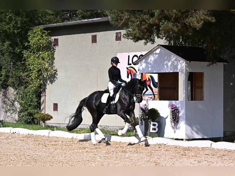 KWPN Mare 4 years 16.2 hh Black in Czech