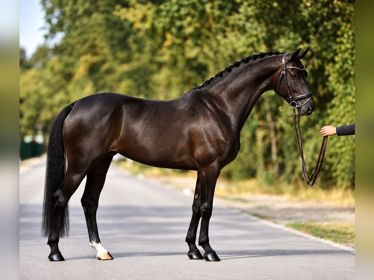 KWPN Mare 4 years 16.2 hh Black in Cegléd